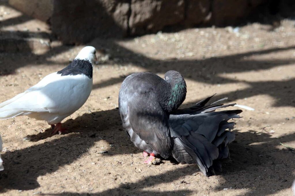 Pouter Pigeon