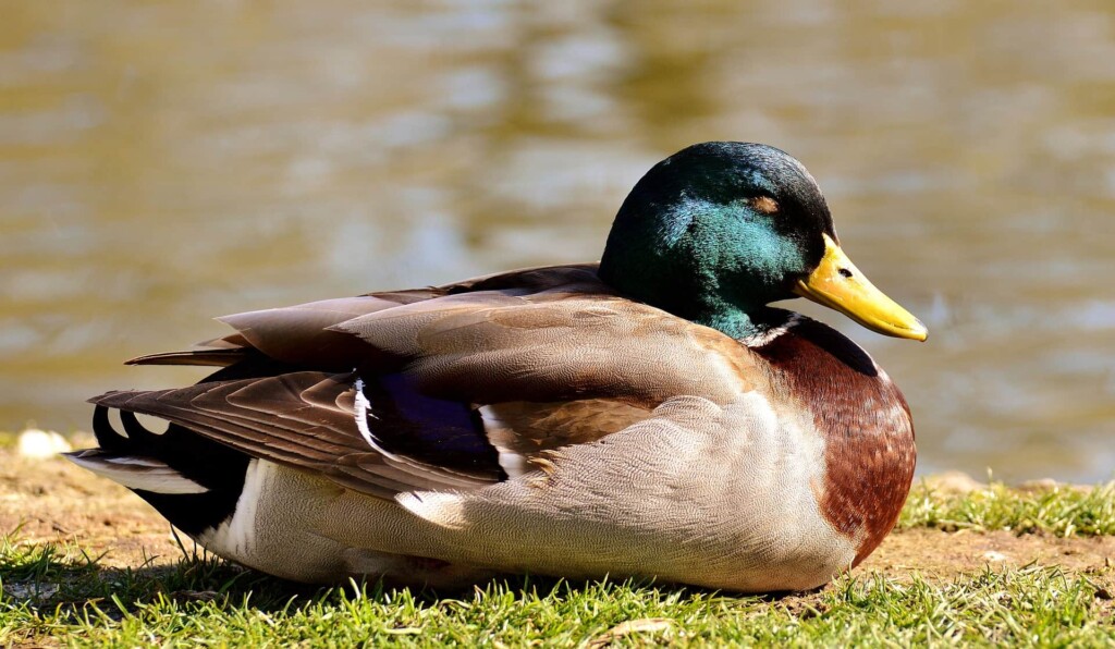 How Do Ducks Sleep? Facts About Ducks Sleeping Habits | Routine and Schedule: