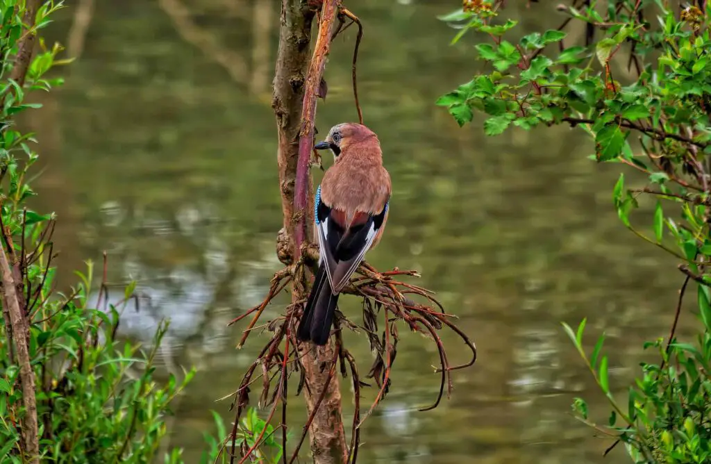Can birds be gay
