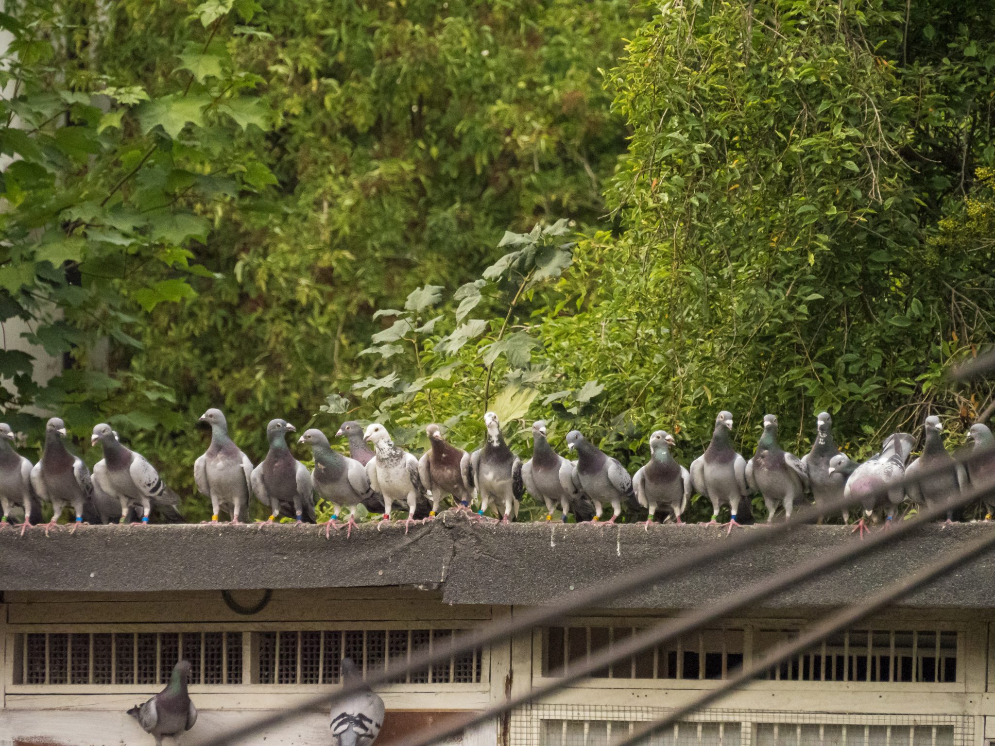 The Pigeon Diet Decoded: An Essential Guide To What They Need For Longevity - khy7uqp