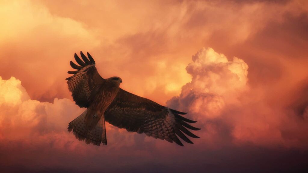 Hawk vs Falcon vs Eagle