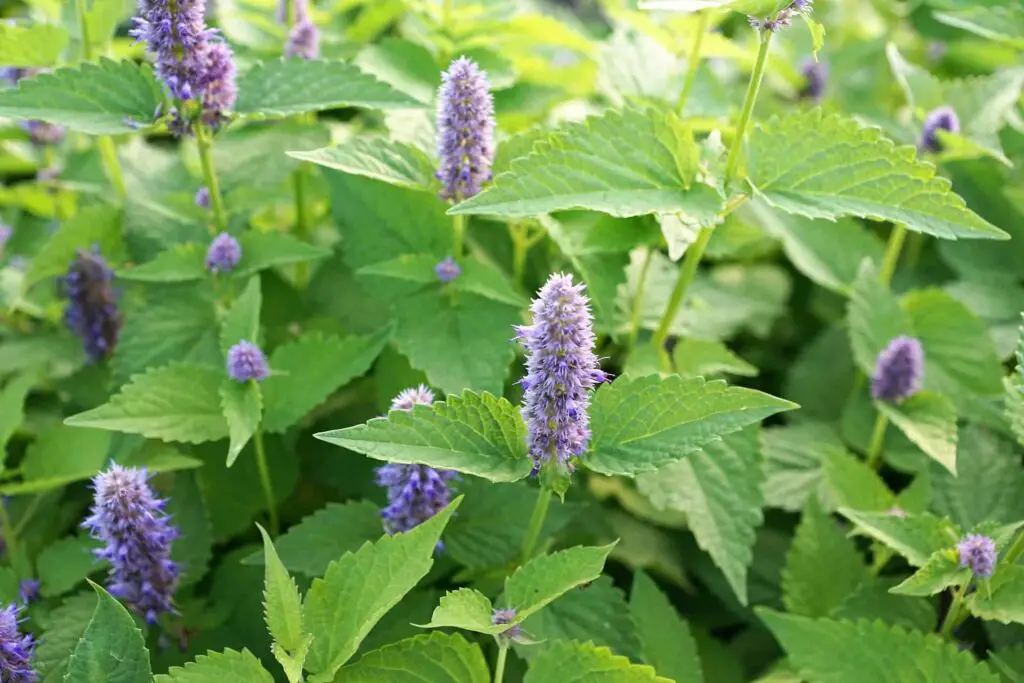 Hummingbird Mint | Agastache Plants – Care | Varieties & How to Grow Hummingbird Mint?