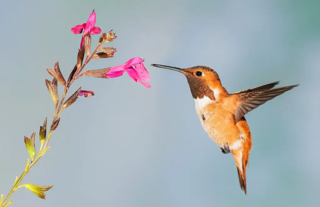 Hummingbird nectar