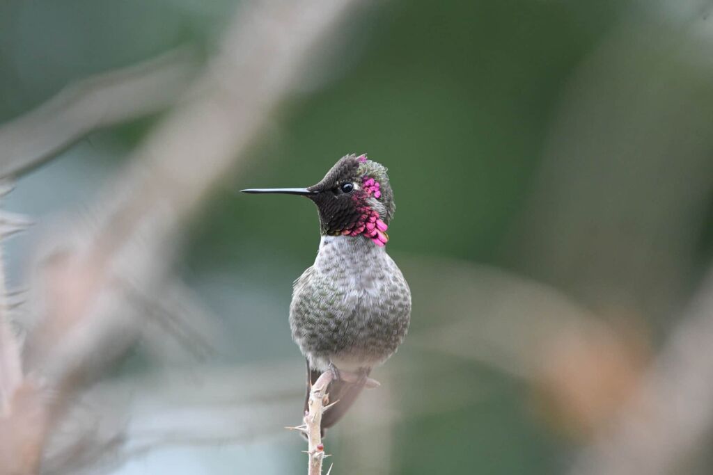 how to help a dying hummingbird