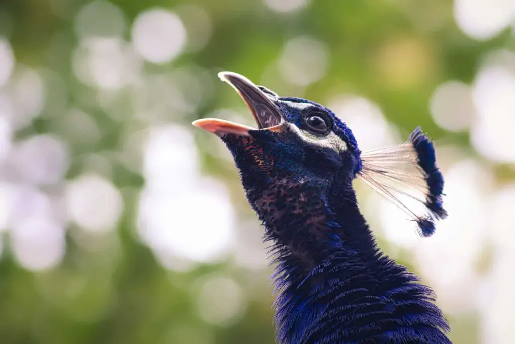 Are Peacocks Endangered