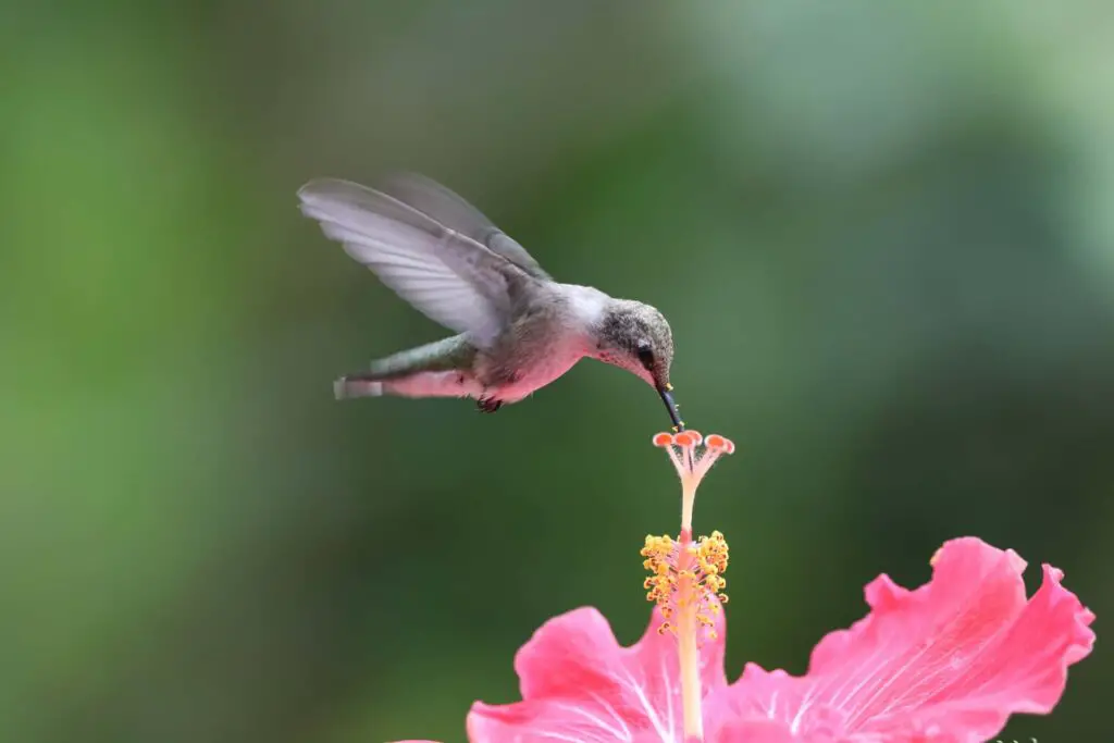 What are some of the Best Nector sources for Hummingbirds?