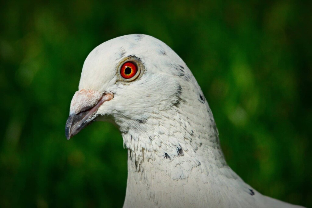 Dragoon pigeon