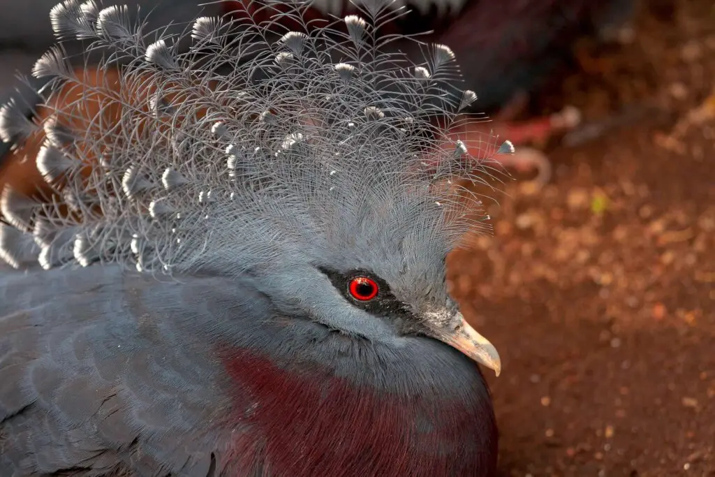 Expensive pigeon breeds