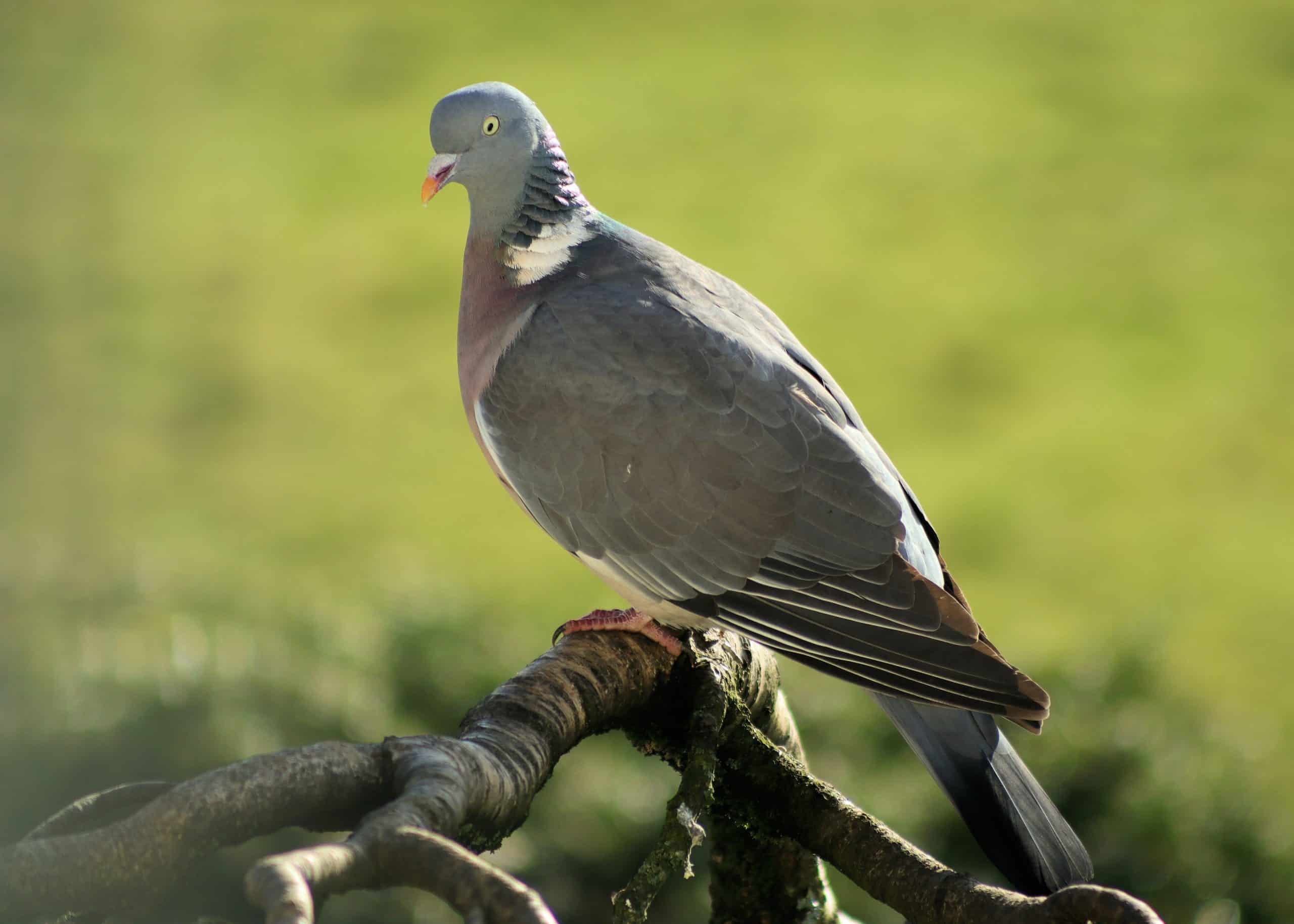 Rare Pigeon Breeds