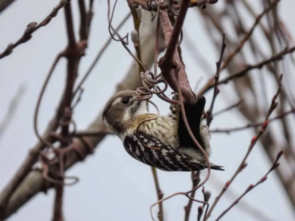 What Are Woodpeckers Predators? Are Woodpeckers Protected?