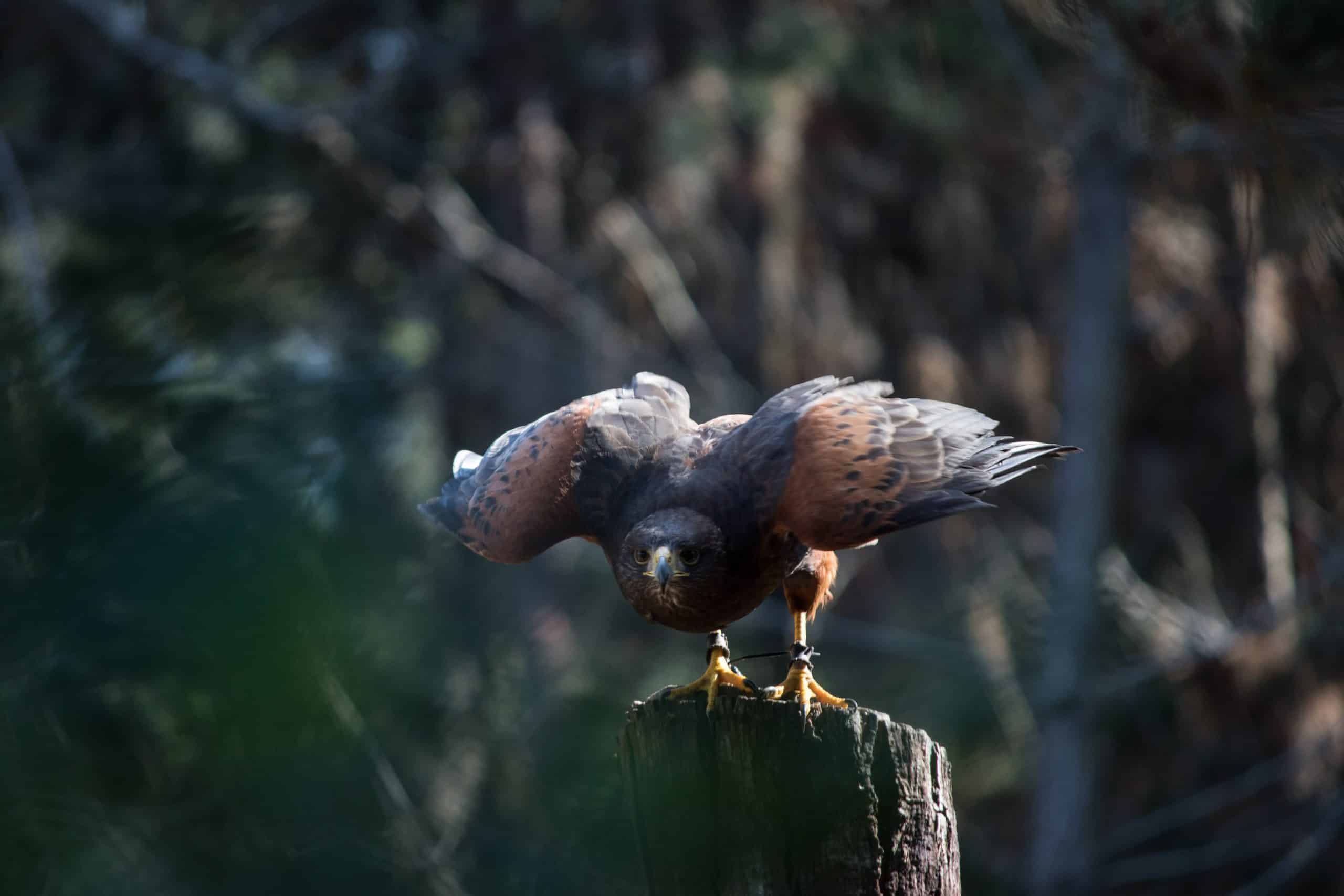 What Do Eagles Eat? – Diet and Feeding Habits: