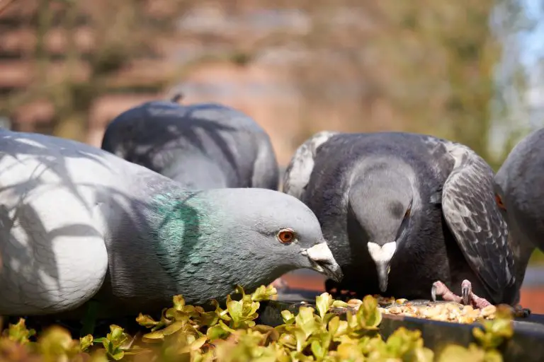 What Do Pigeons Eat? Best Food For Pigeons