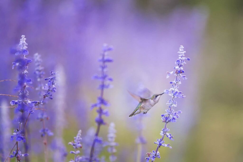 What flowers do hummingbirds like