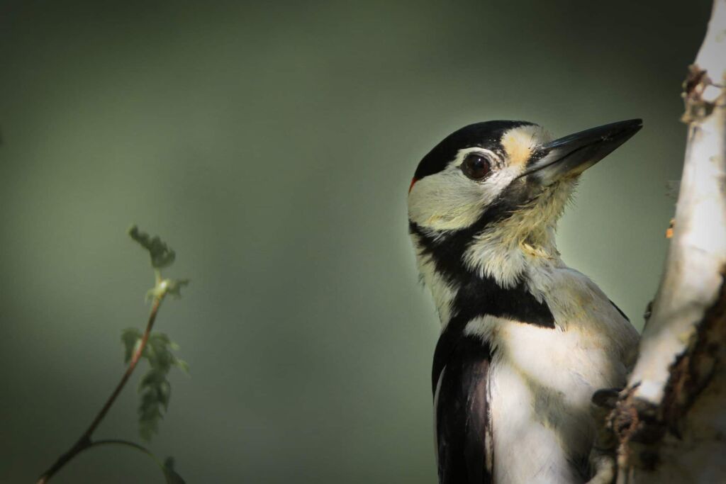 Why do woodpeckers peck on houses