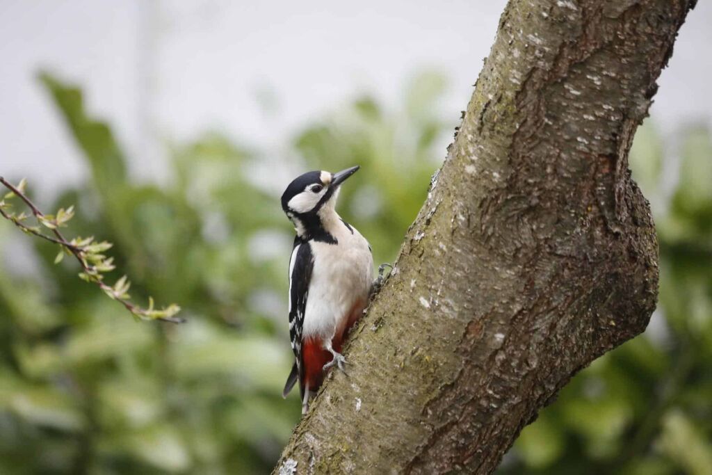 What Are Some Unique Woodpecker Characteristics | Physical, Behavior and Lifestyle: