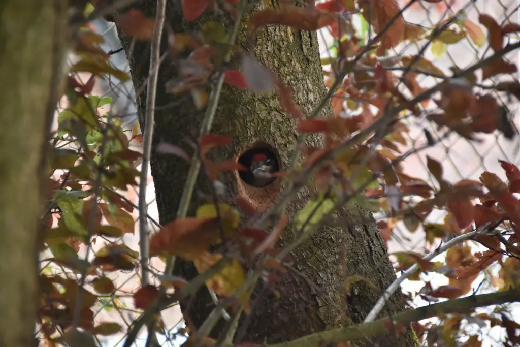 where do woodpeckers live