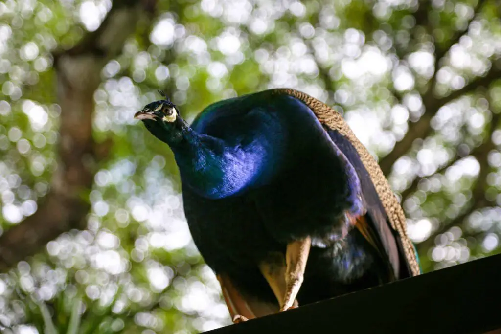 African Congo Peafowl | Complete Breed Guide & Interesting Facts