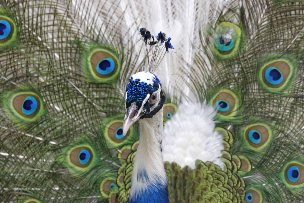 Is it legal to own a peacock