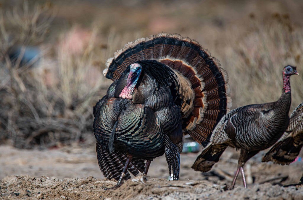 Peacock vs Turkey