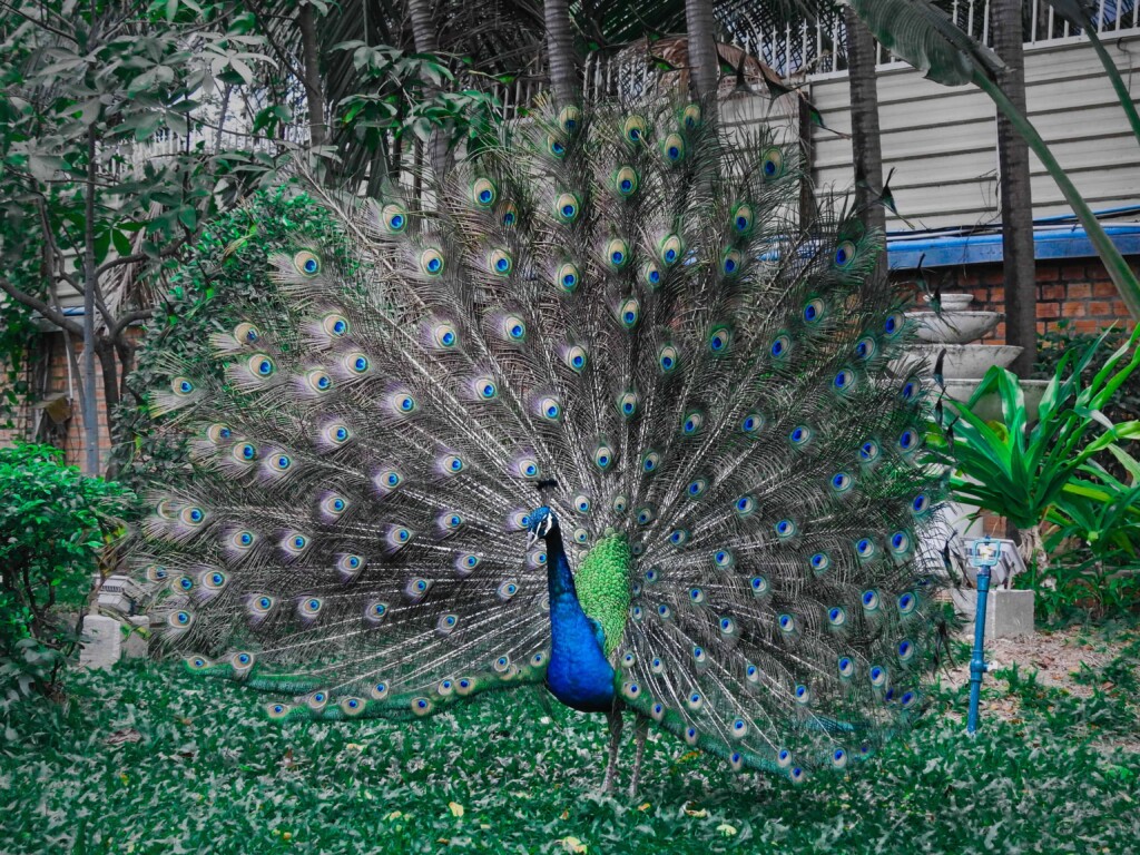 Why Do Peacocks Dance In The Rain? Peacock Dancing Facts: