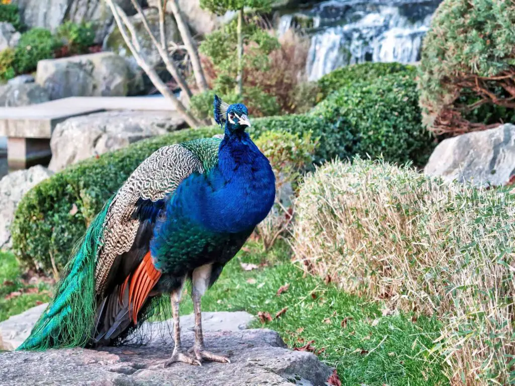How Do Peacocks Mate And Reproduce? (Their Mating Ritual)
