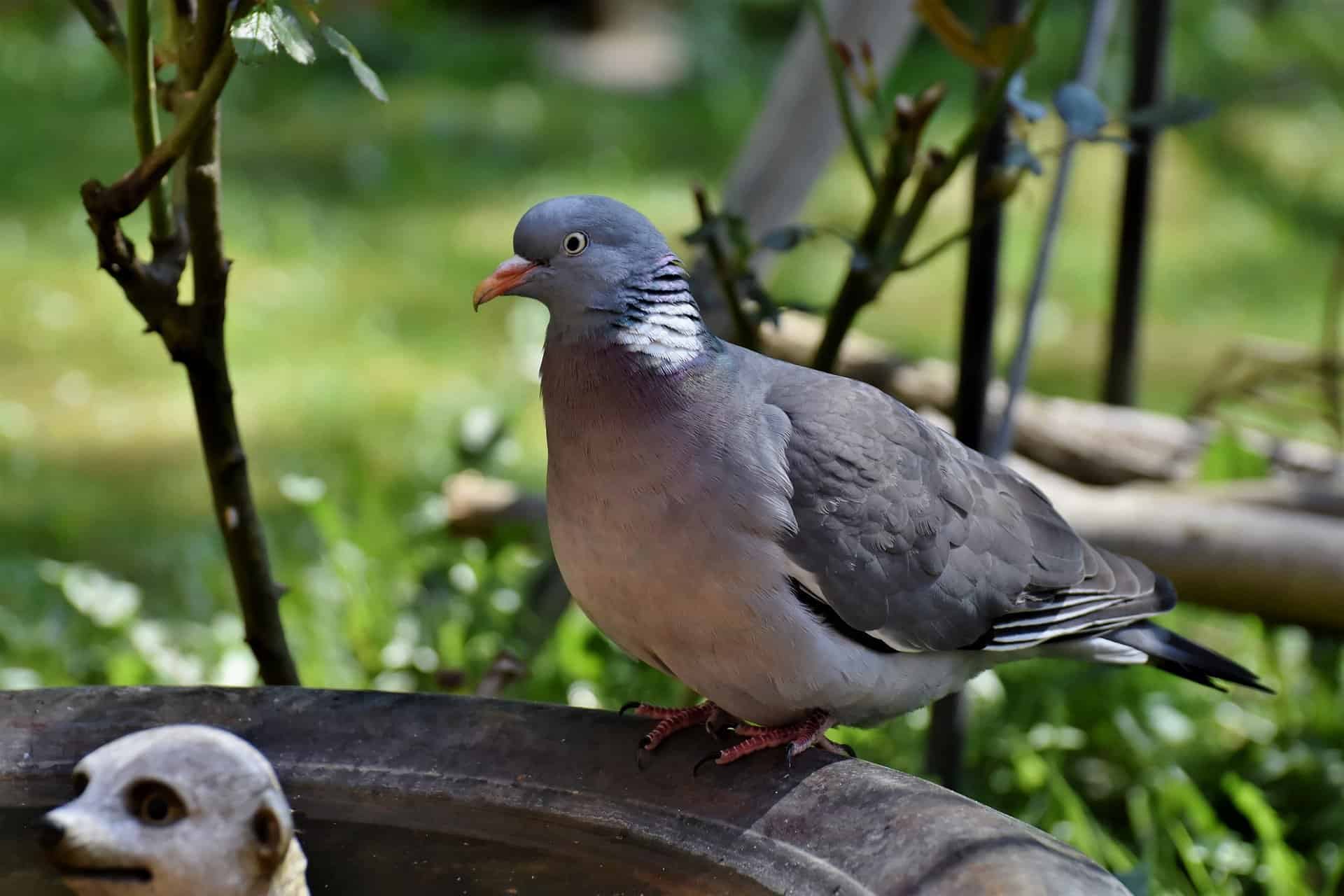 Band tailed pigeon