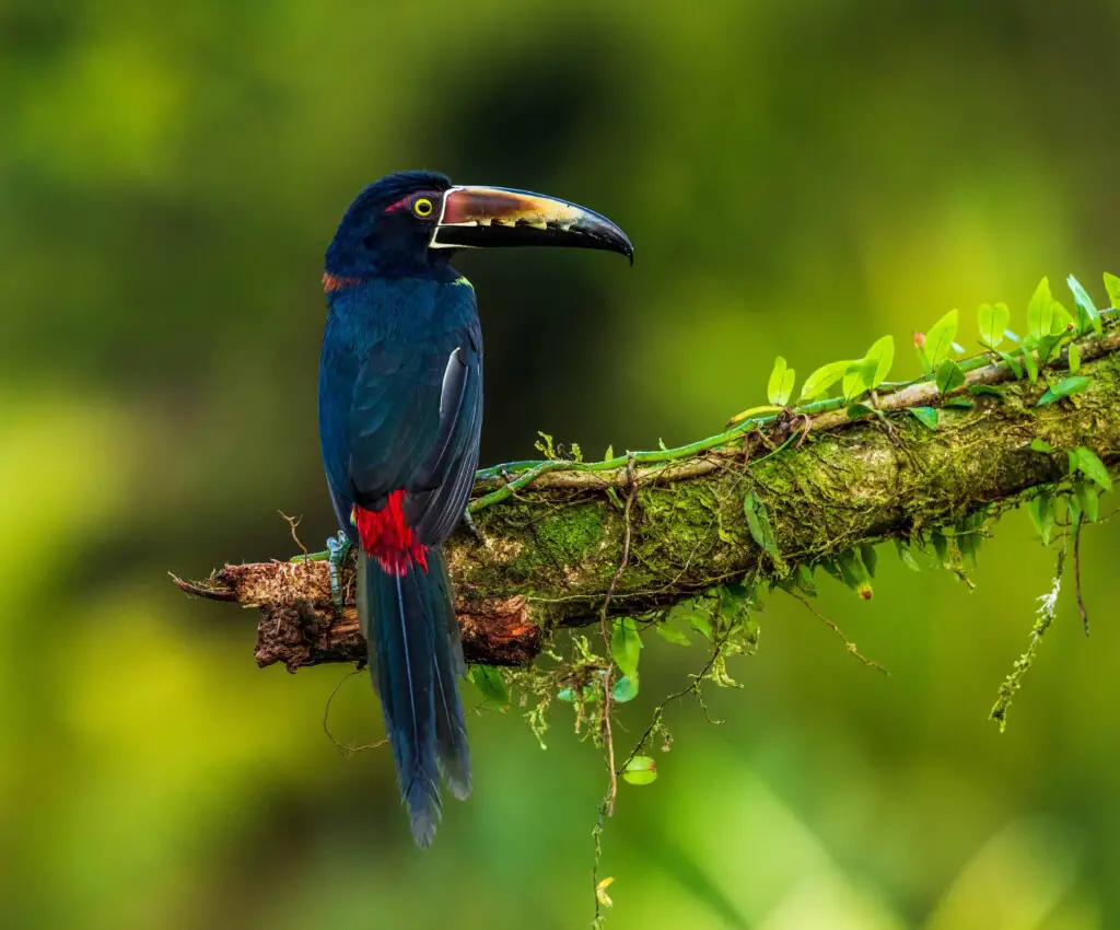 Green aracari Toucan