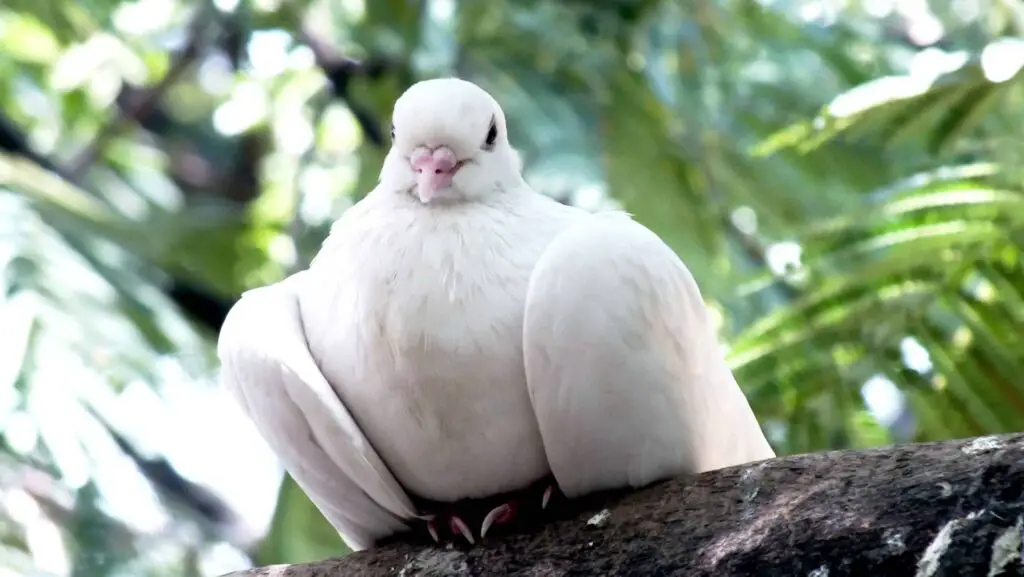 Pigeon sitting