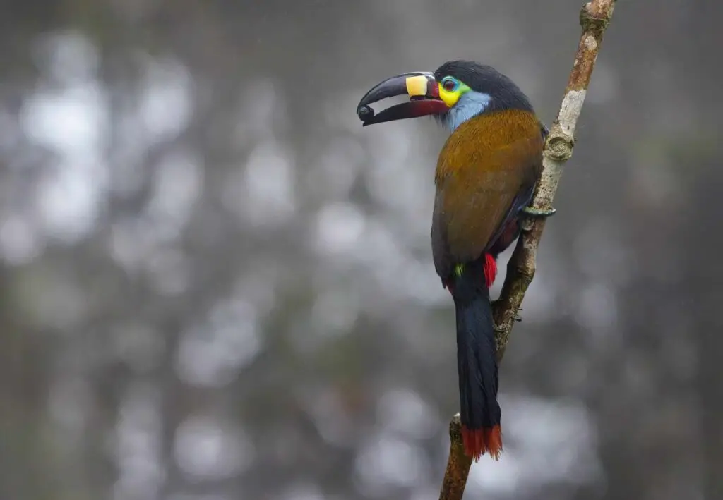 Plate billed mountain toucan