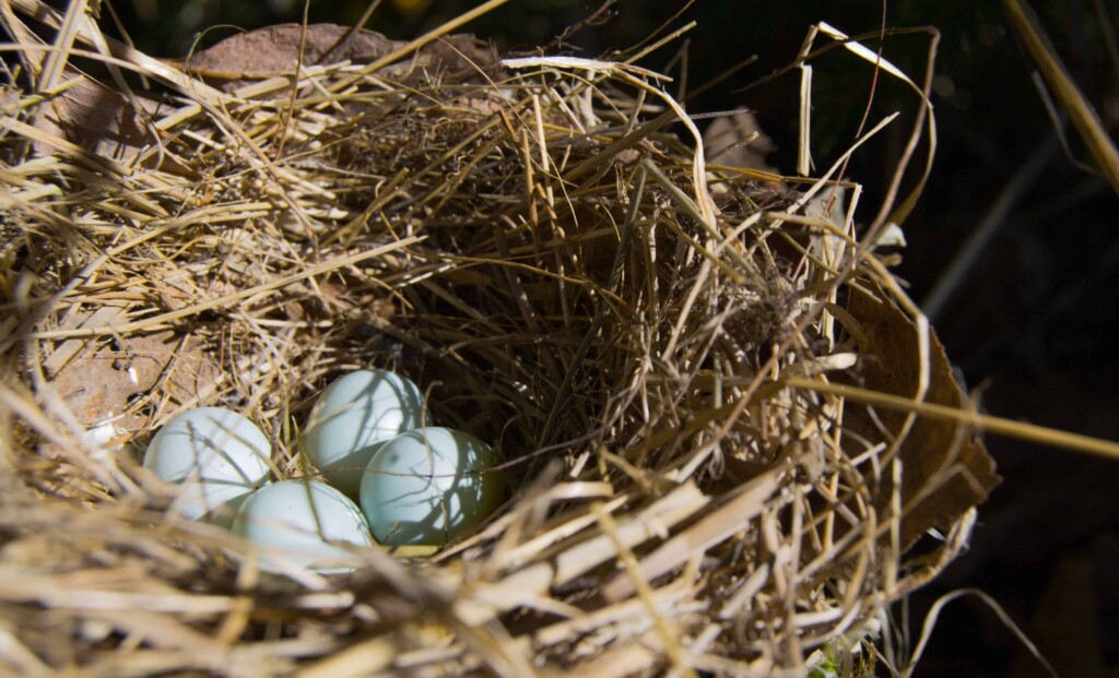 Toucan eggs
