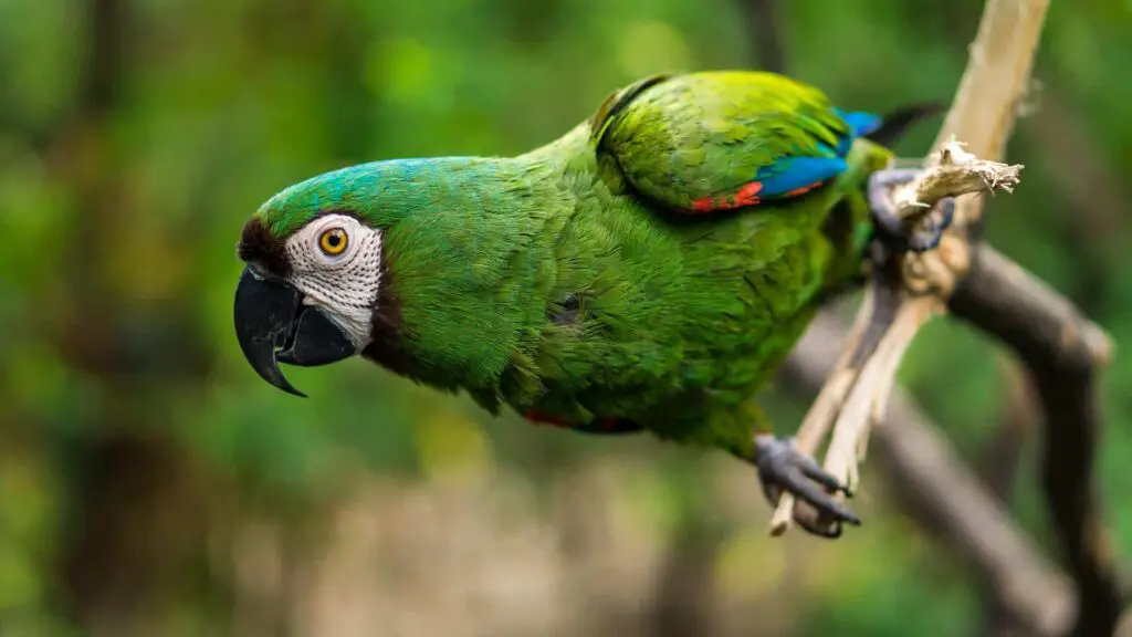Toucan vs Parrot