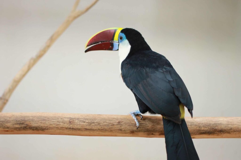 White throated toucan