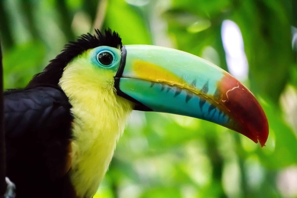why do toucans have a big beak