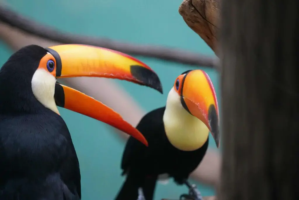 Can A Toucan Talk Like Parrots? Interesting Toucan Talking facts: