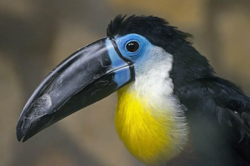 Citron Throated Toucan – Ramphastos Citreolaemus | Interesting Facts and Everything about it: