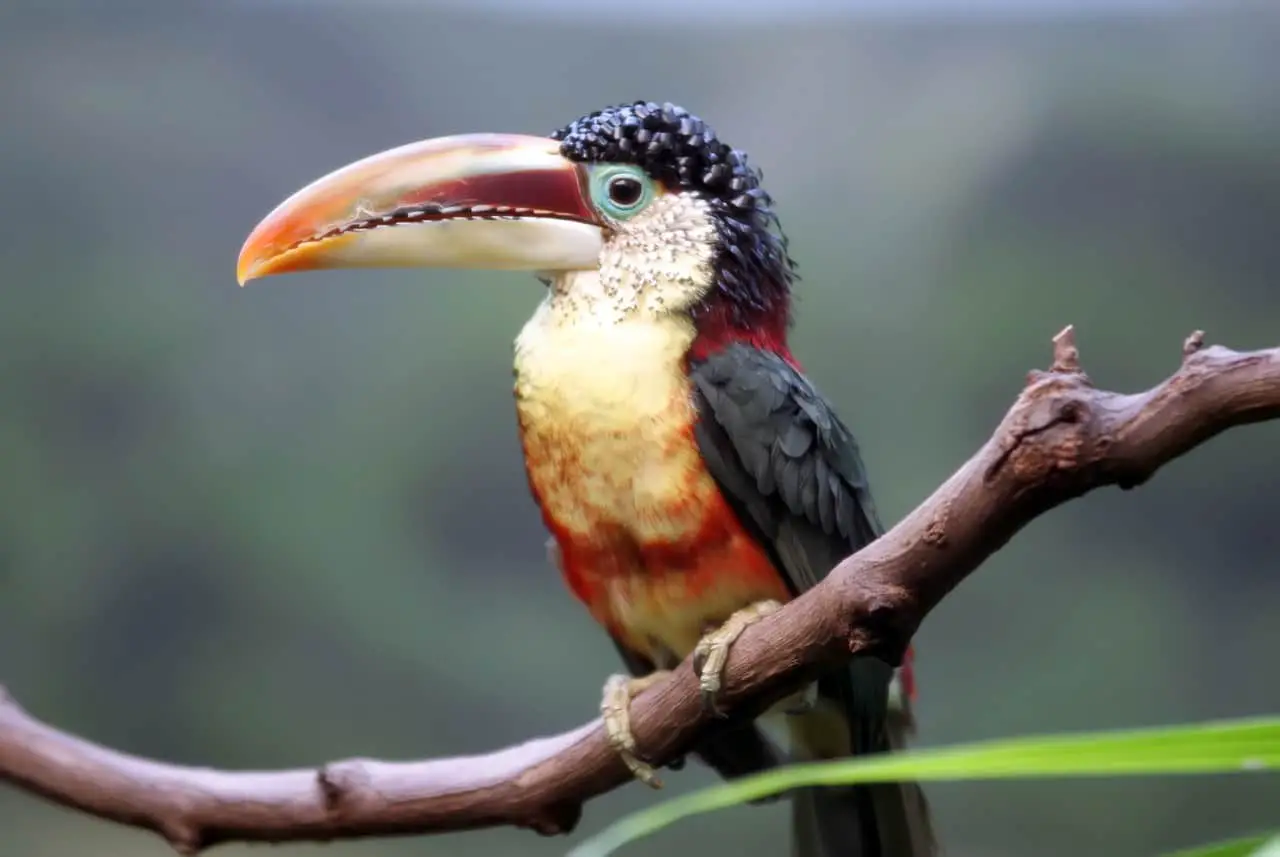 Curl Crested Aracari Toucan – Pteroglossus Beauharnaisii | Facts and Everything About It:
