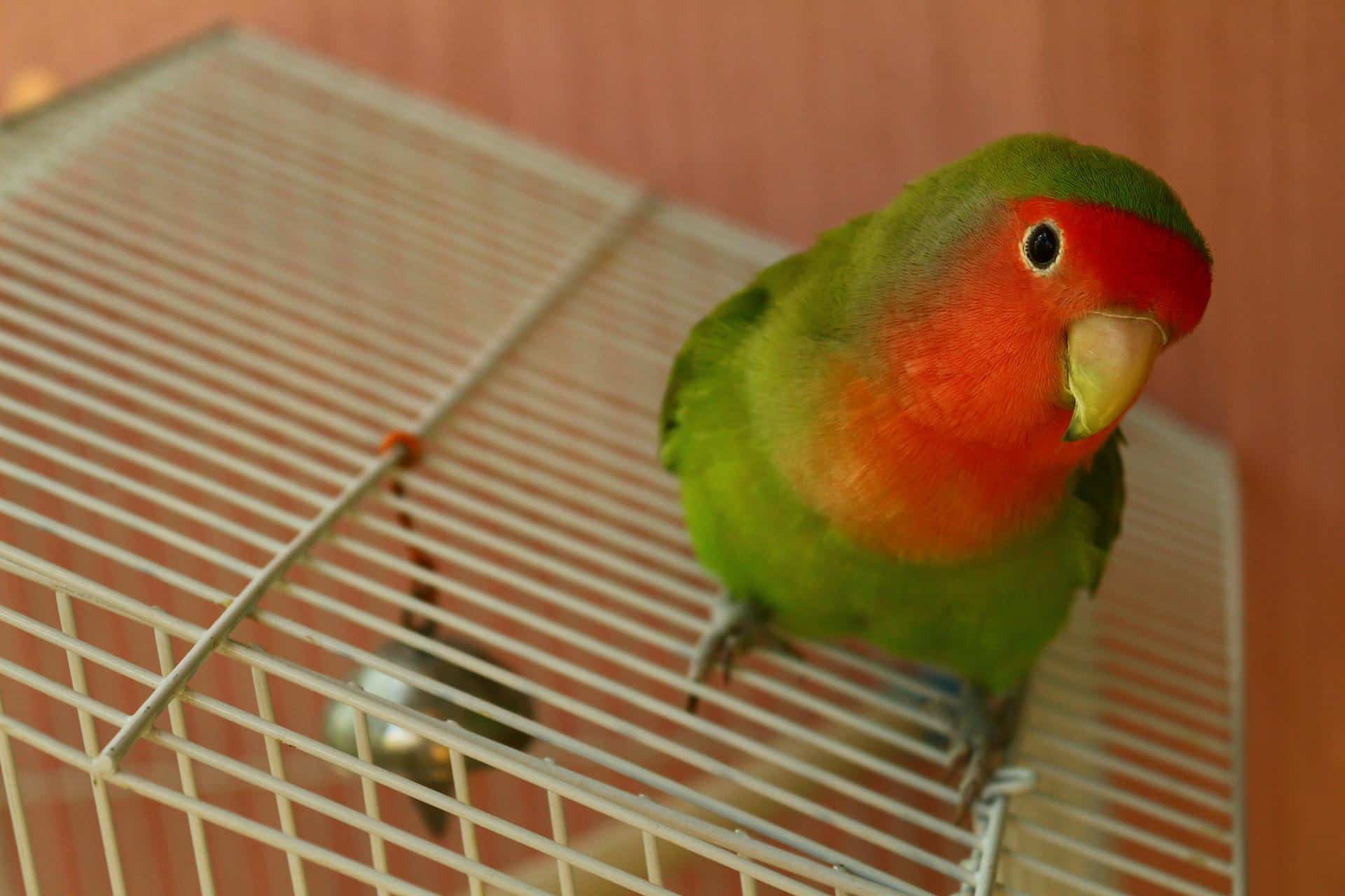Do lovebirds talk