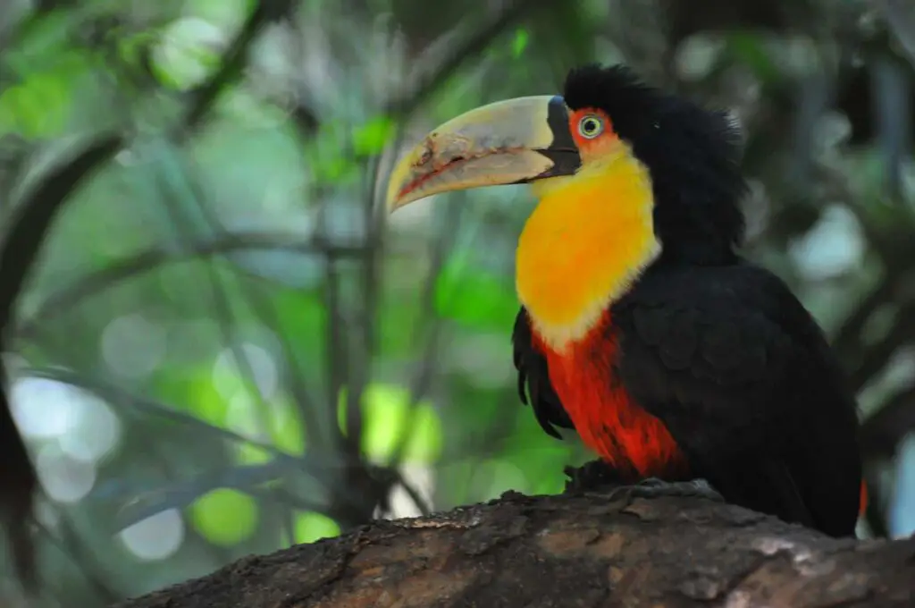 Green Billed Toucan or Red-Breasted Toucans | Ramphastos Dicolorus – Complete Facts