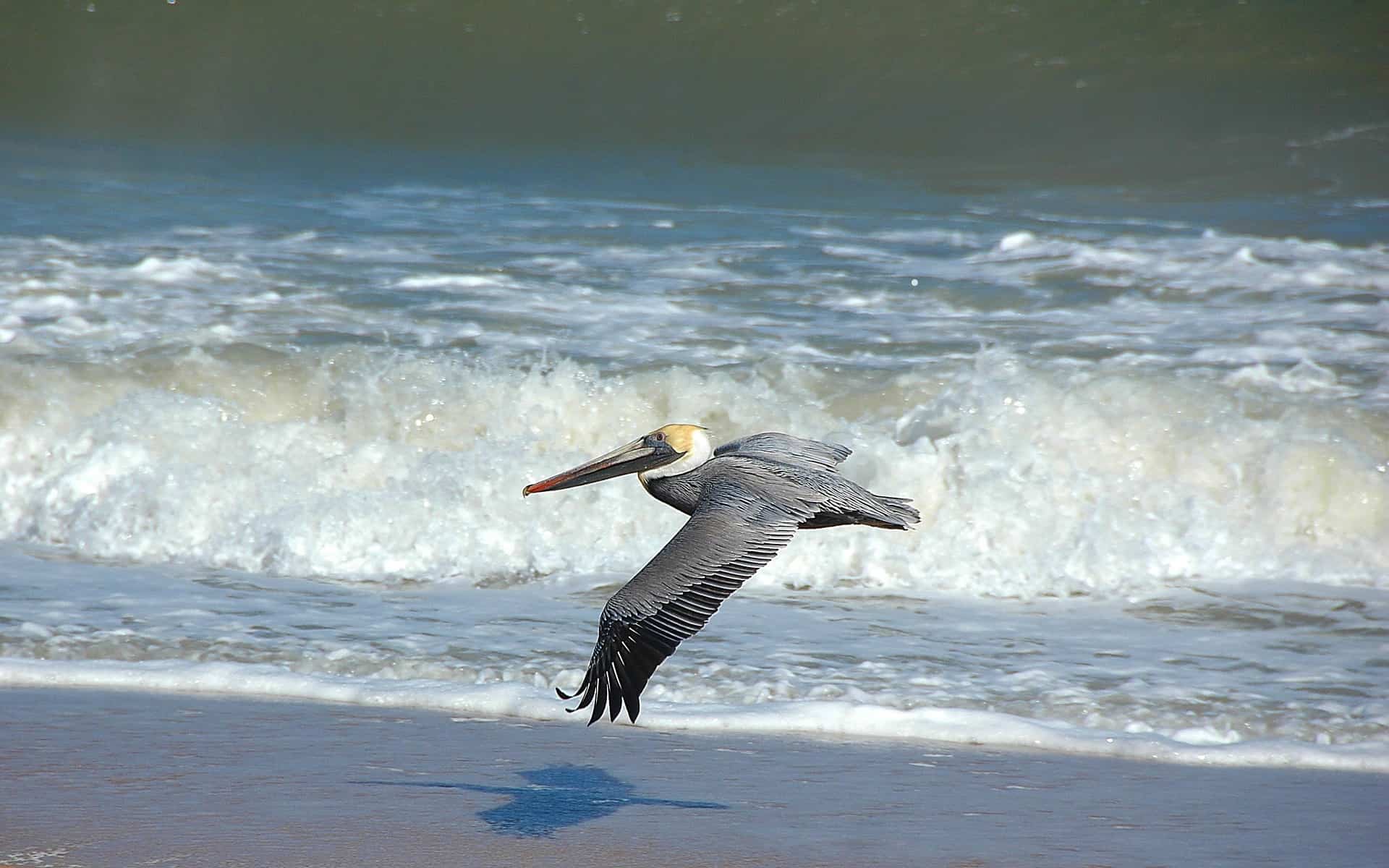How fast does a pelican fly