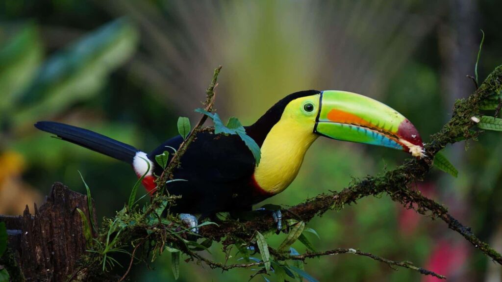 Keel Billed Toucan – Habitat | Ramphastos Sulfuratus – Complete and Interesting Fun Facts: