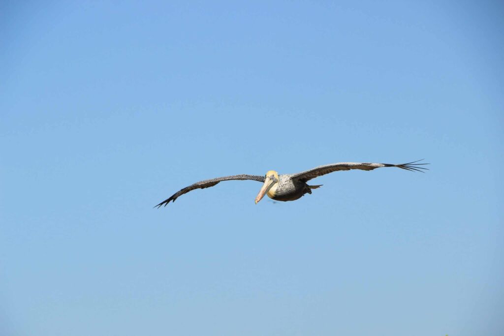 Pelicans Migration