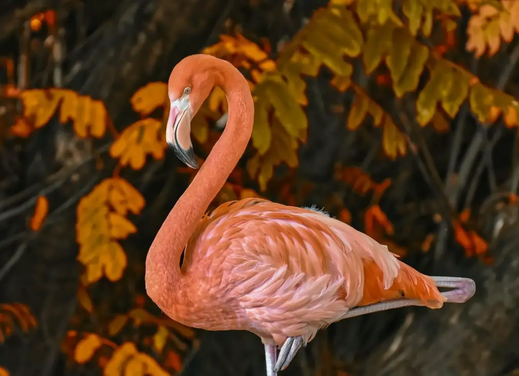 Pet flamingo