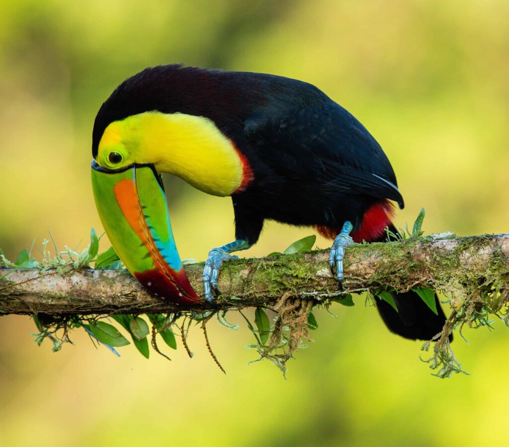Toucan Behavioral Adaptations: How Does A Toucan Adapt To Its Environment And Survive?