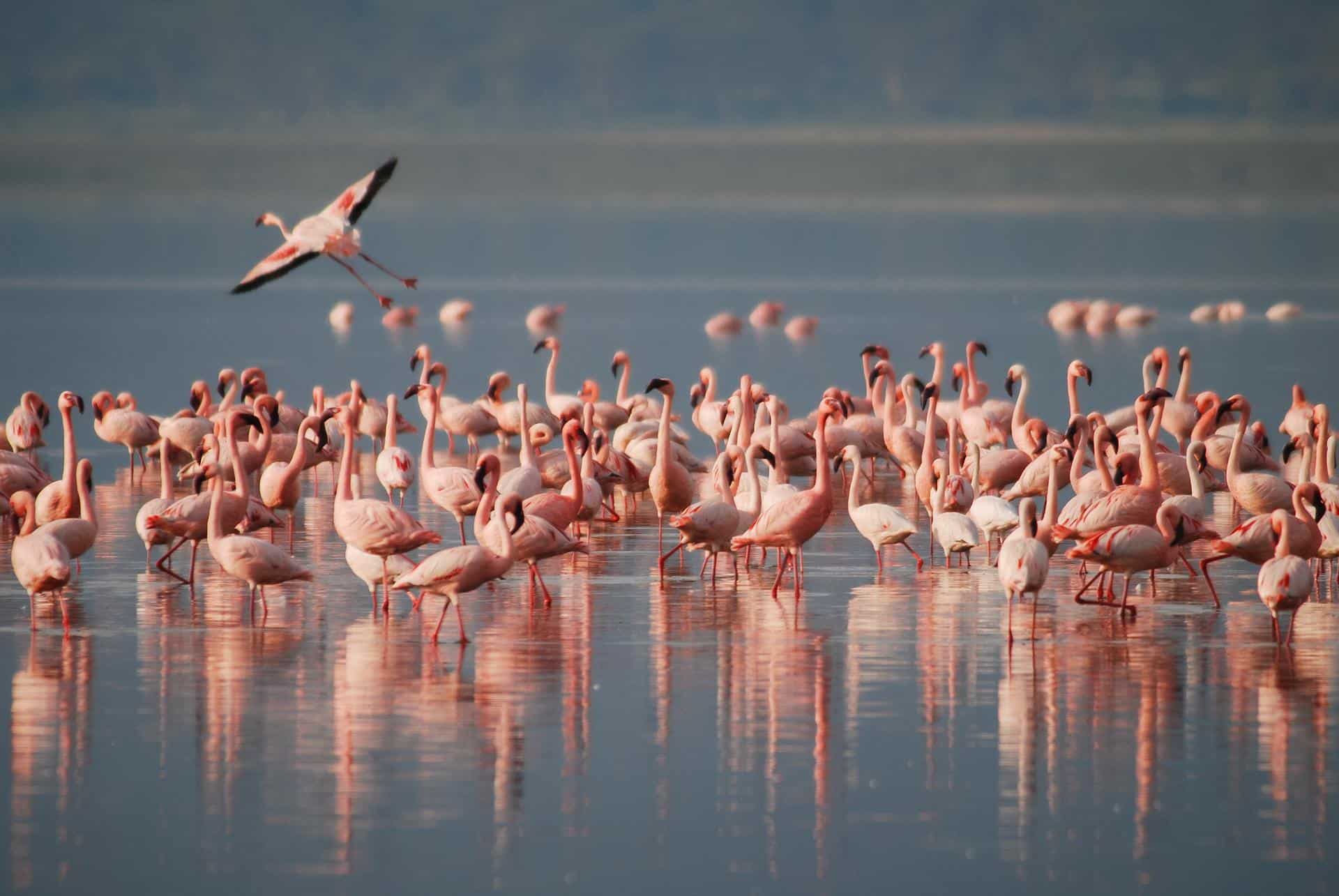 Do Flamingos Live In Groups? What Is A Group Of Flamingos Called?