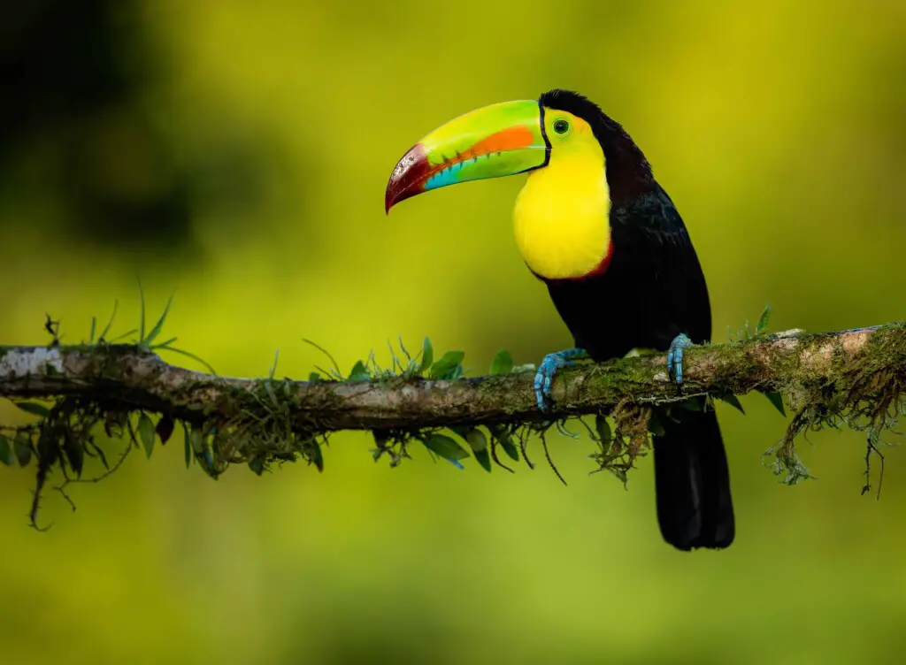 Yellow Throated Toucan – Ramphastos ambiguus | Complete Facts & Everything about it: