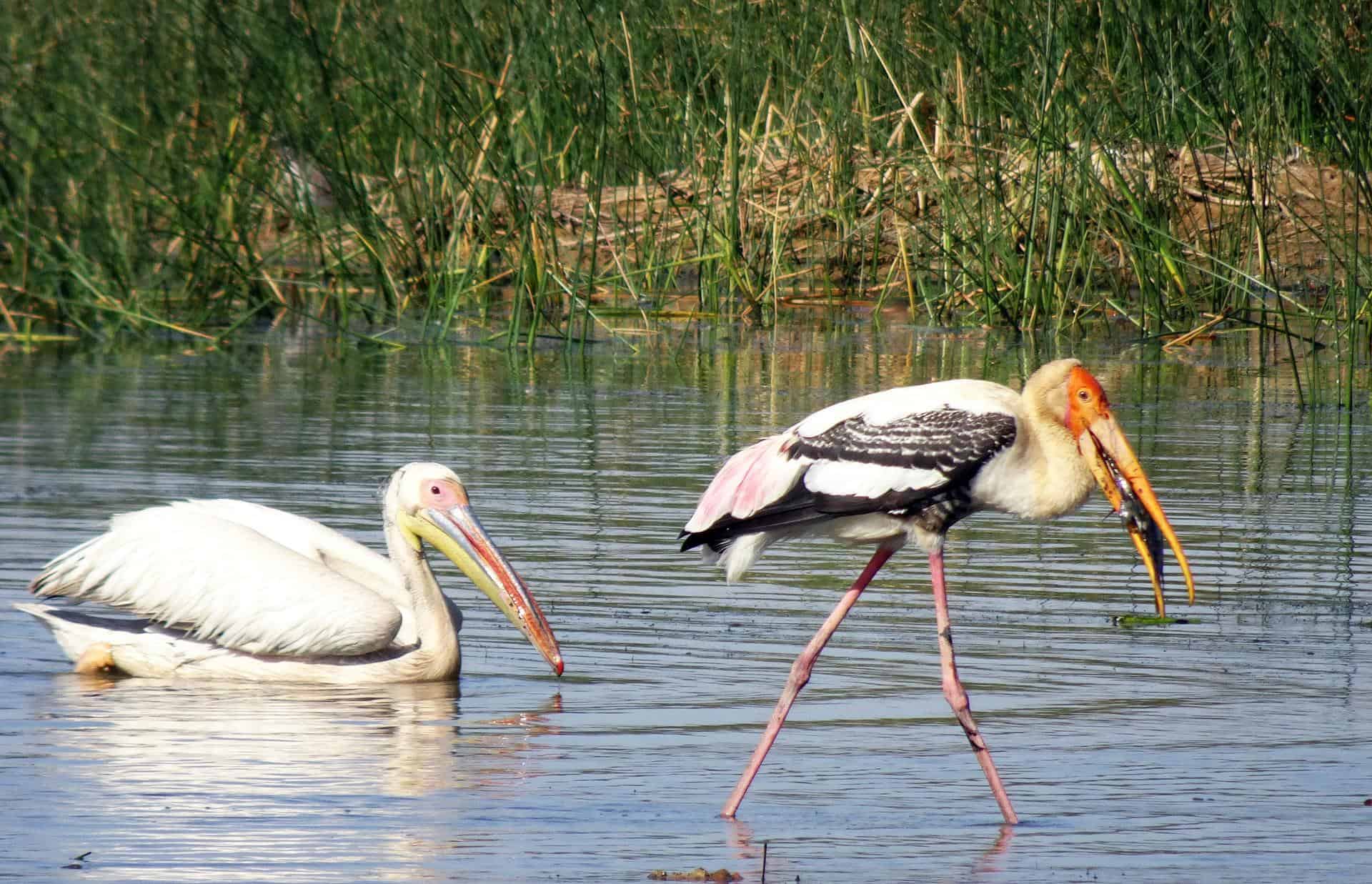 stork vs pelican vs Crane