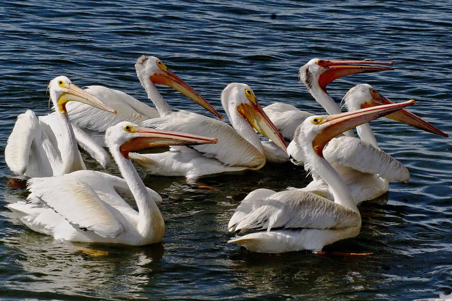 American White Pelican- Pelecanus Erythrorhynchos: Interesting Facts And Everything About It: