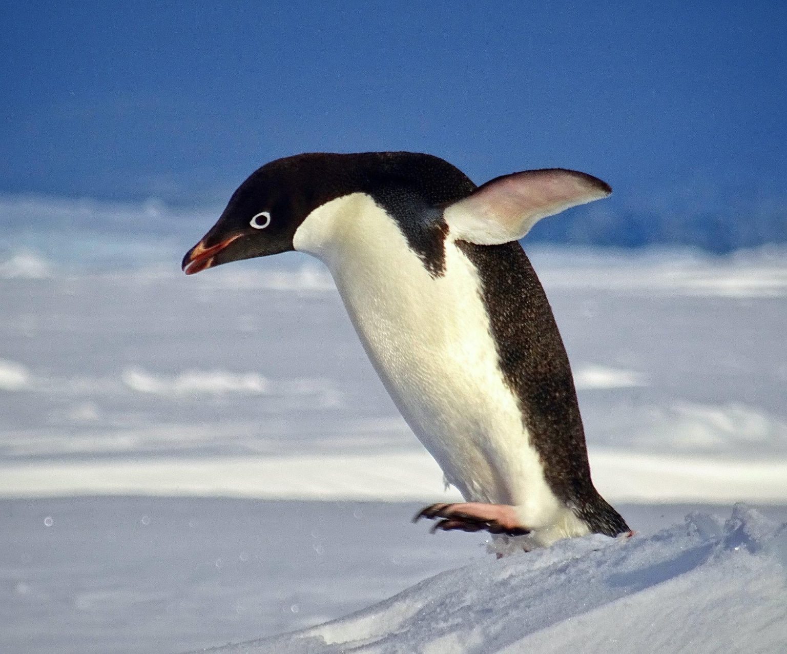 Can penguins fly do penguins have wings 