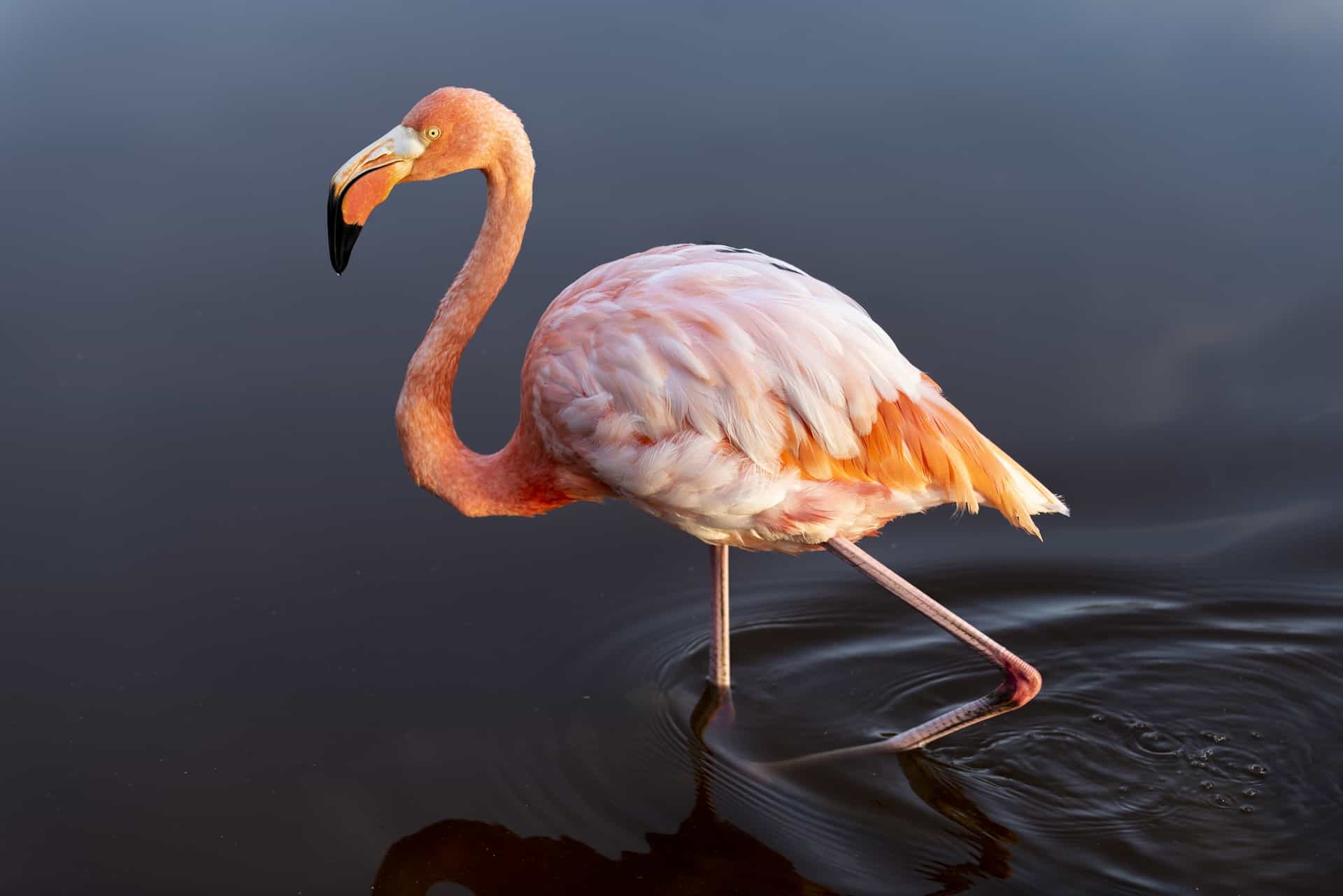 How Tall Are Flamingos? What Is The Size, Weight, etc of a Flamingo?