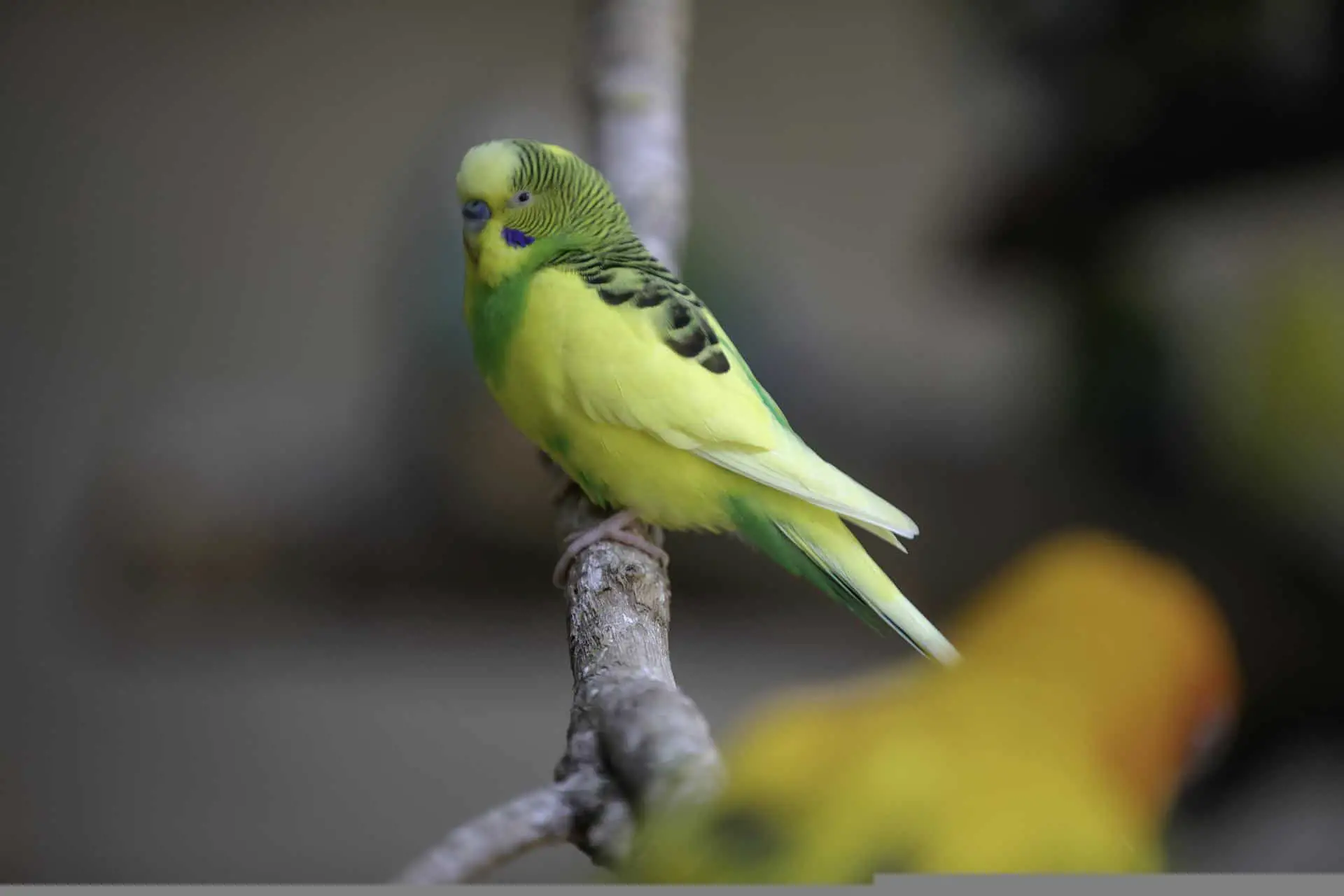Lifespan Of A Lovebird | How Long Do Lovebirds Live?